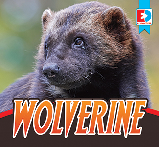 Cover Art for Wolverine